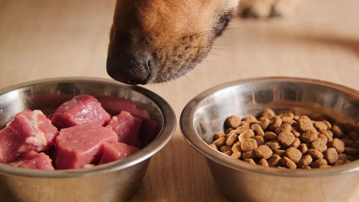 Dog scratching - food allergy versus food sensitivity