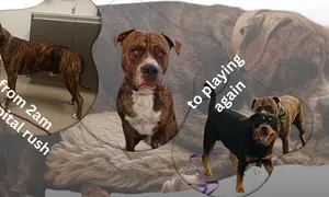 Dog pancreatitis and food triggers - DJ's story